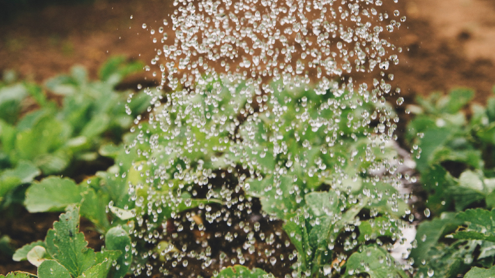 Pago de agua a EE.UU. pone en riesgo a 70 mil familias de productores en Tamaulipas