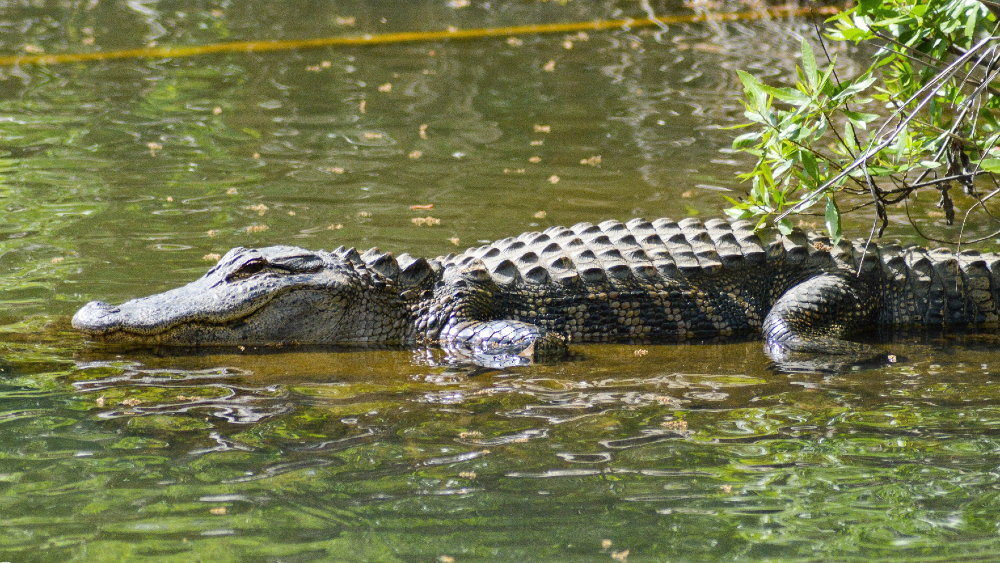 #Video Cocodrilo mata a nadador en Tampico, Tamaulipas