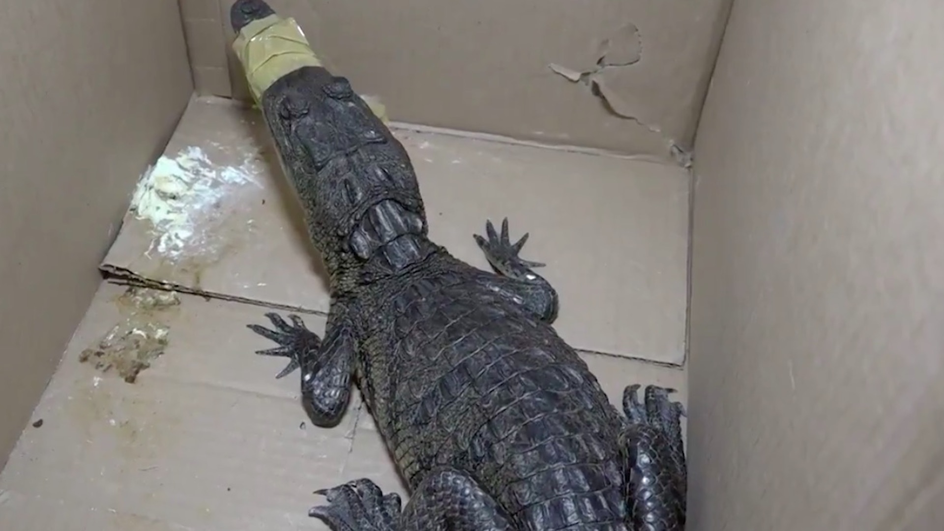 #Video Brigada animal rescata a cocodrilo abandonado en la GAM