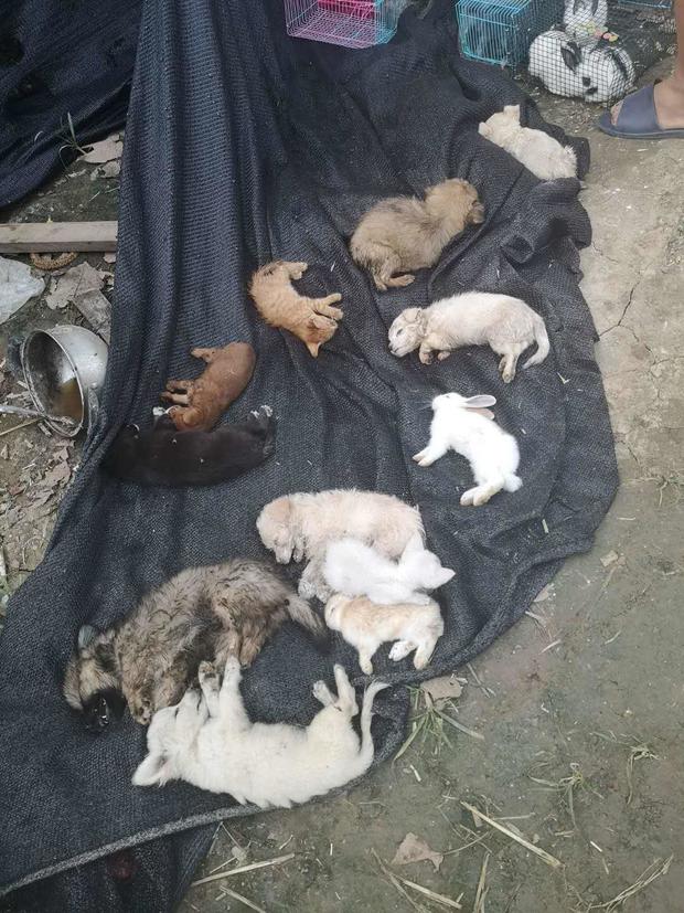 Hallan en China miles de mascotas muertas que serían enviadas por correo - cuerpos-de-los-animales-muertos-en-centro-de-logistica-de-envios