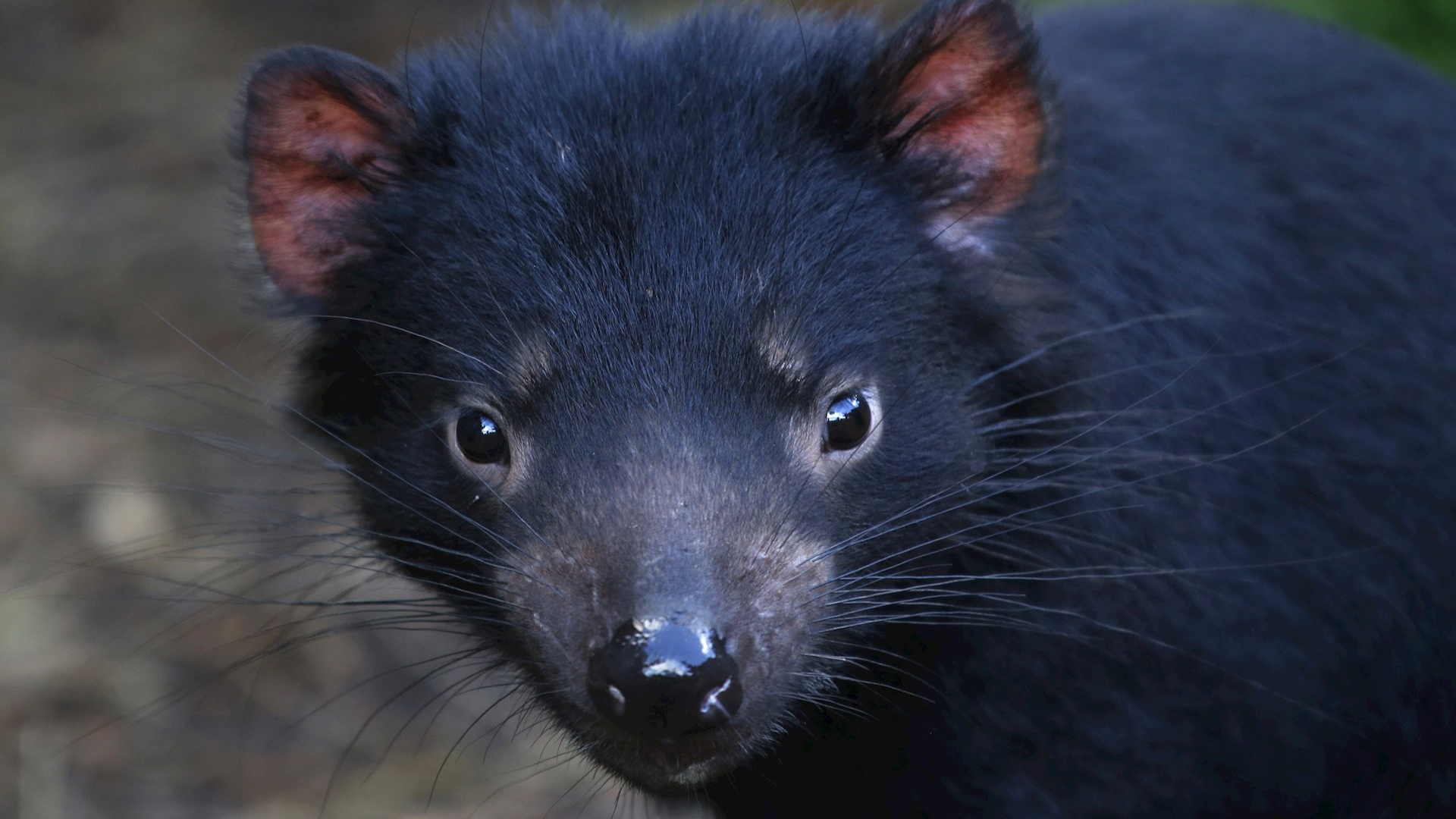 Ecologistas buscan reintroducir demonios de Tasmania en Australia continental