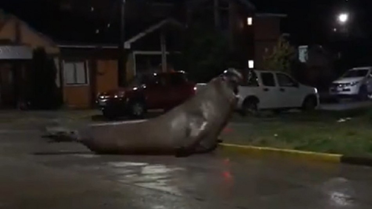 #Video Elefante marino se pasea en calles de Chile; Armada lo regresa al mar