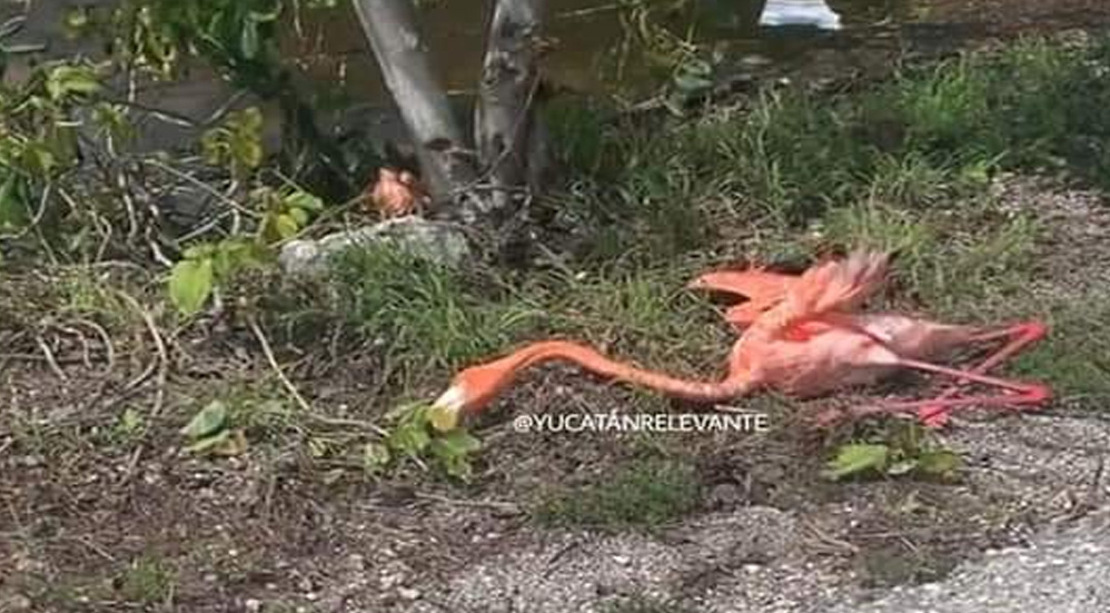 #Video Advierten presencia de flamingos en carreteras de Yucatán