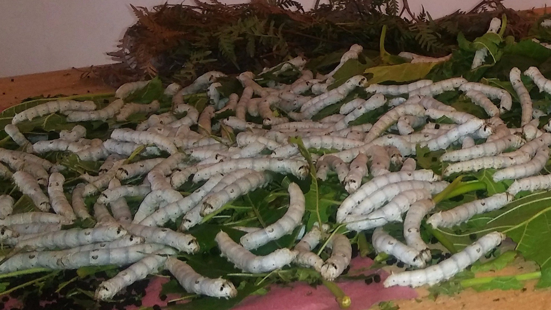 Desarrollan test de anticuerpos de COVID-19 con gusanos de seda - gusanosdeseda