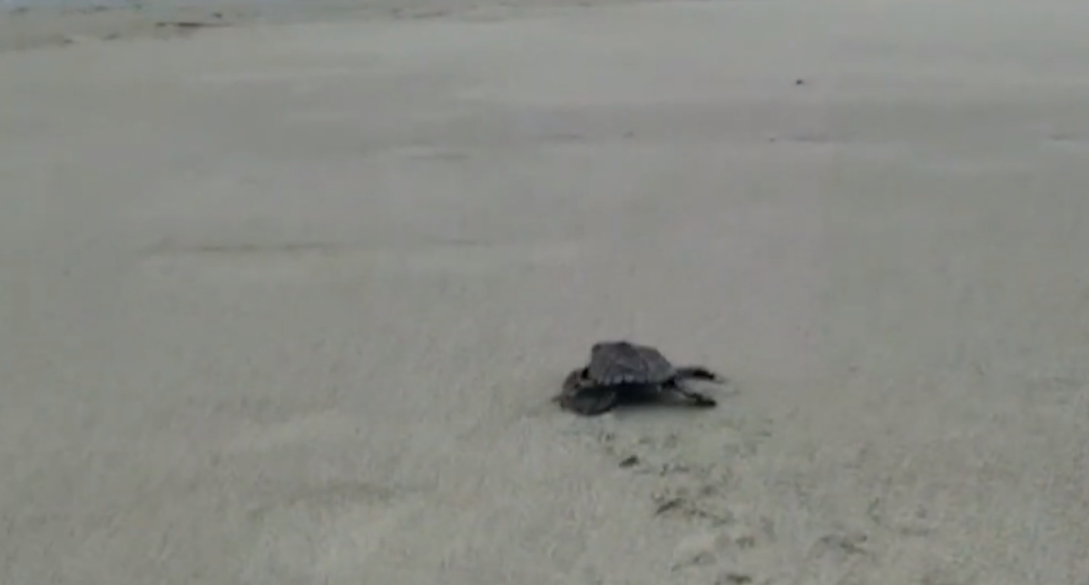 Nacimiento masivo de tortugas en playa ecuatoriana