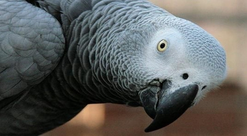 Zoológico de Reino Unido retira a cinco loros grises por decir groserías a visitantes