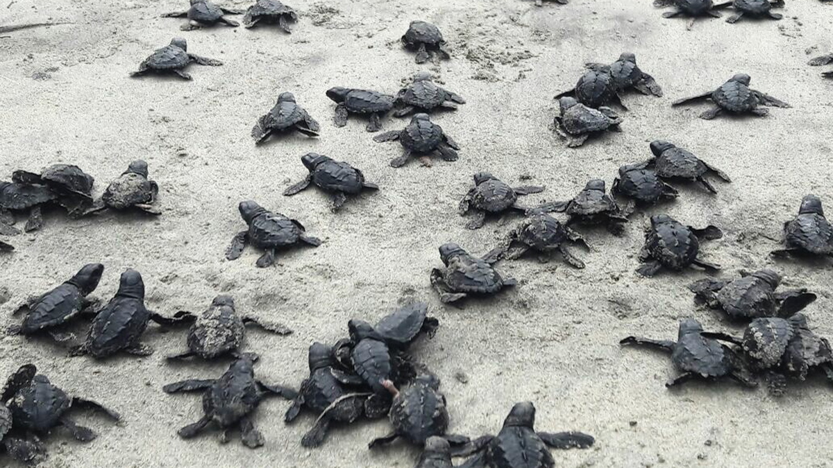 El Salvador ayuda a la conservación de tortugas que desovan en su costa El Salvador ayuda a la conservación de tortugas que desovan en su costa