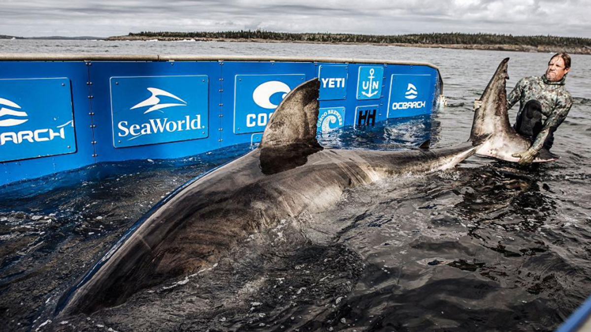 Encuentran a la ‘Reina del Océano’, enorme tiburón blanco de 5 metros de largo