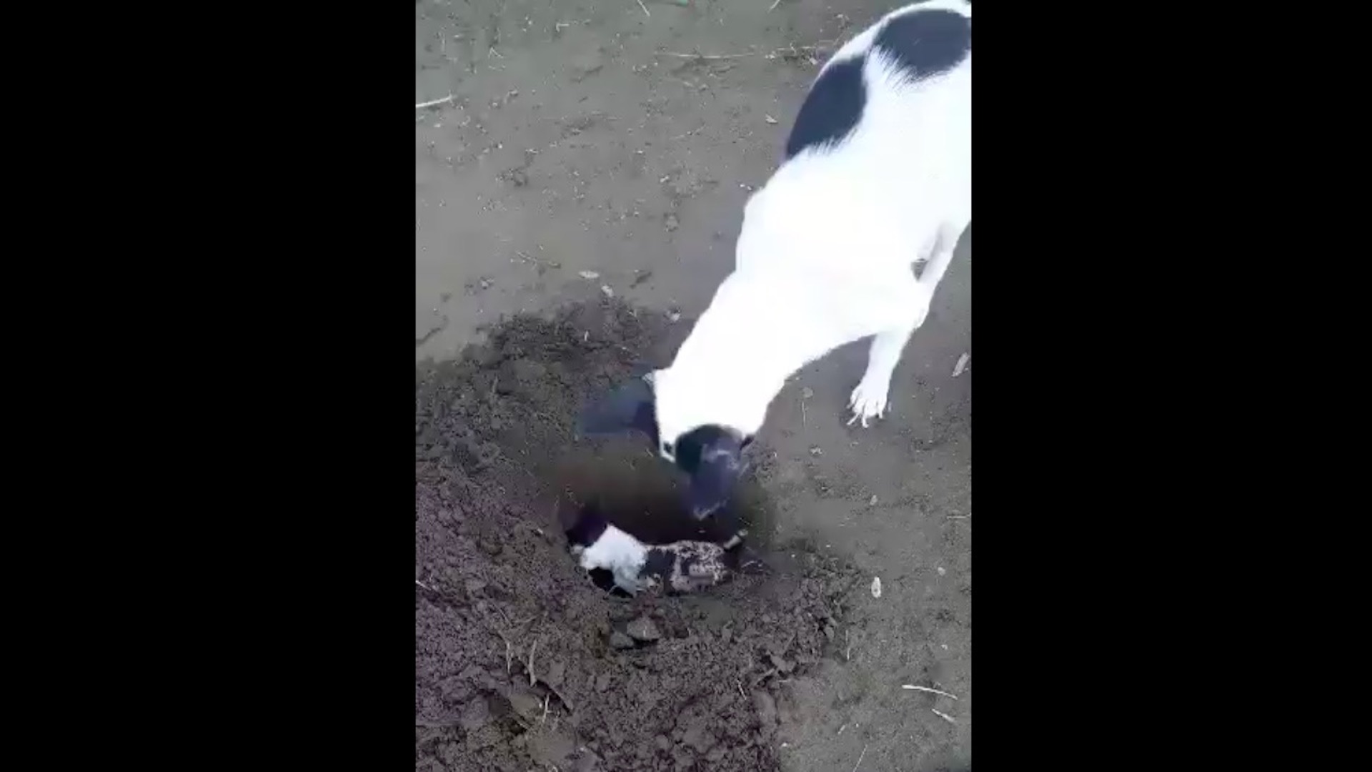 #Video Perra cava tumba para enterrar a su cachorro muerto #Video Perra cava tumba para enterrar a su cachorro muerto