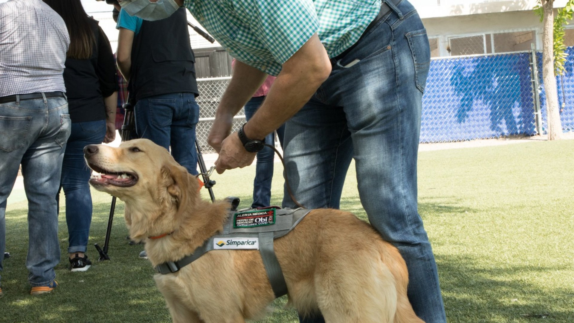 Entrenan a 10 perros en Sonora para detectar COVID-19