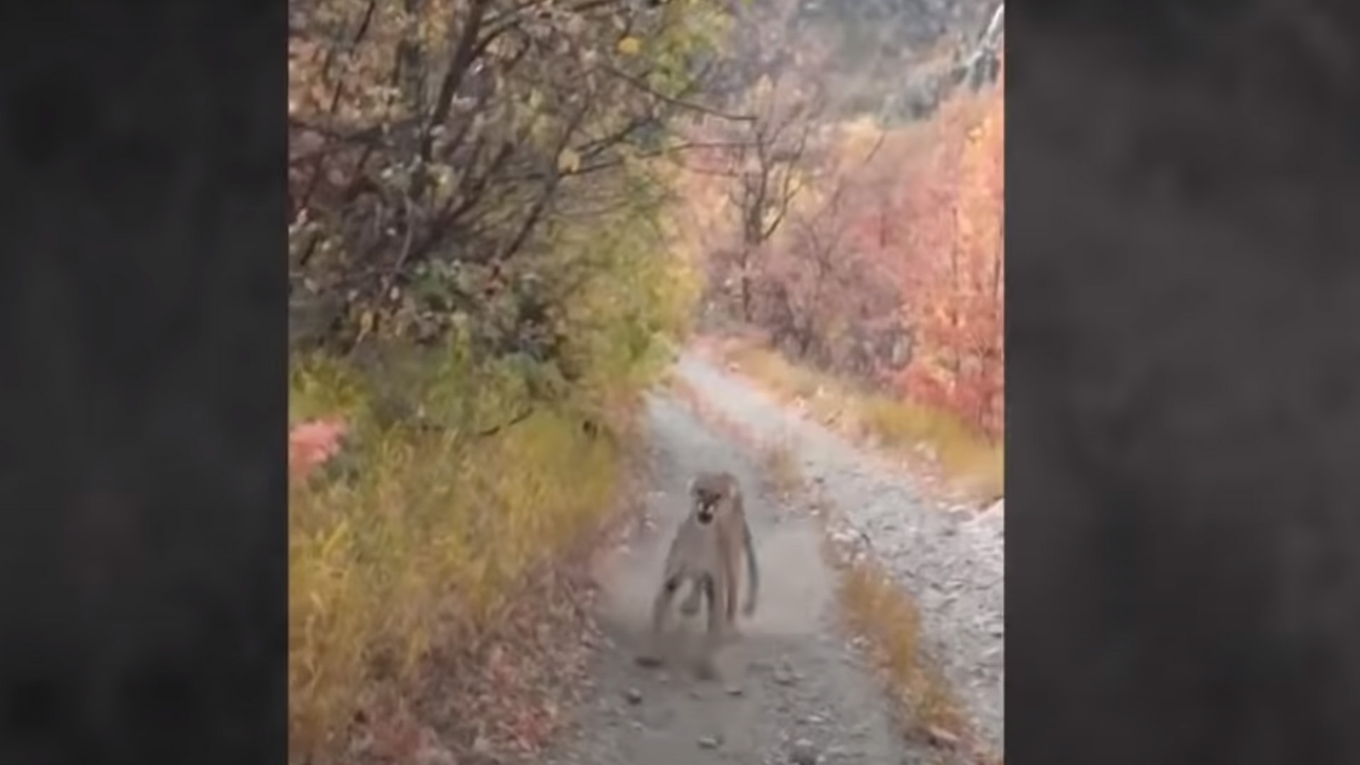 #Video Madre puma se rebela contra excursionista por acercarse a sus cachorros
