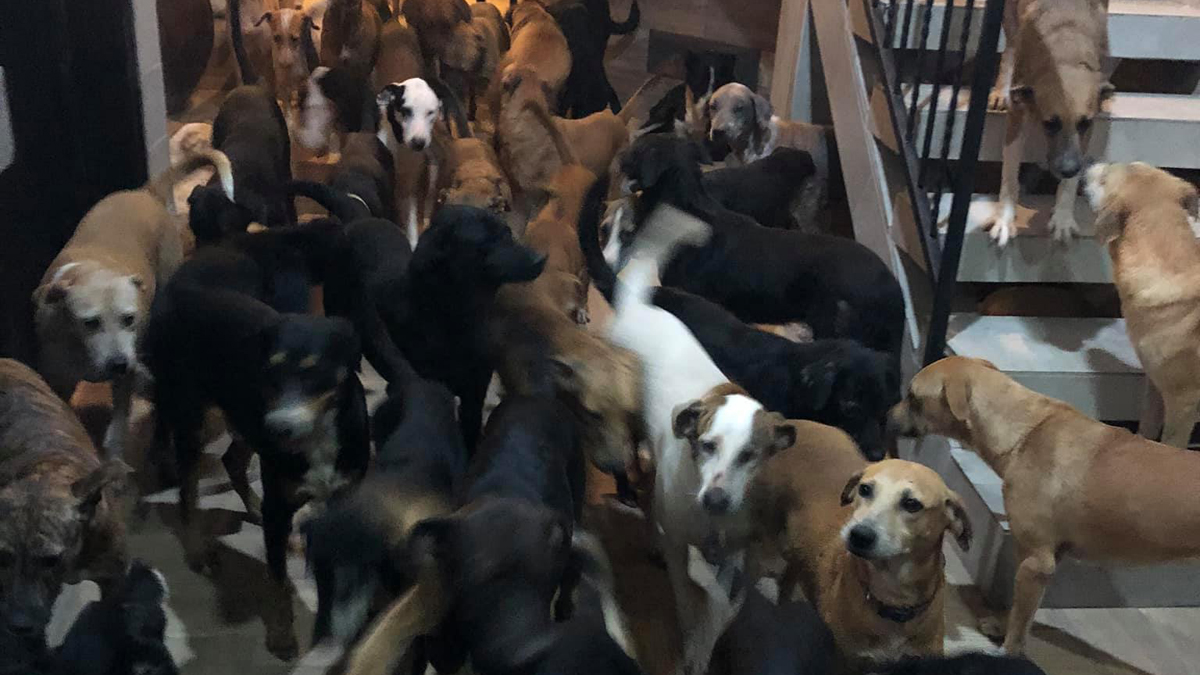 Resguarda rescatista en Cancún a más de 300 mascotas por huracán Delta