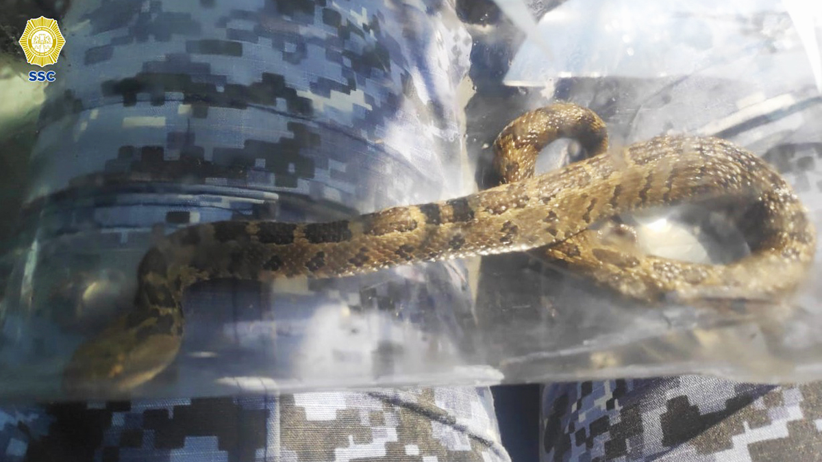 Aumenta avistamiento de víboras en casas de CDMX; SSC emite recomendaciones