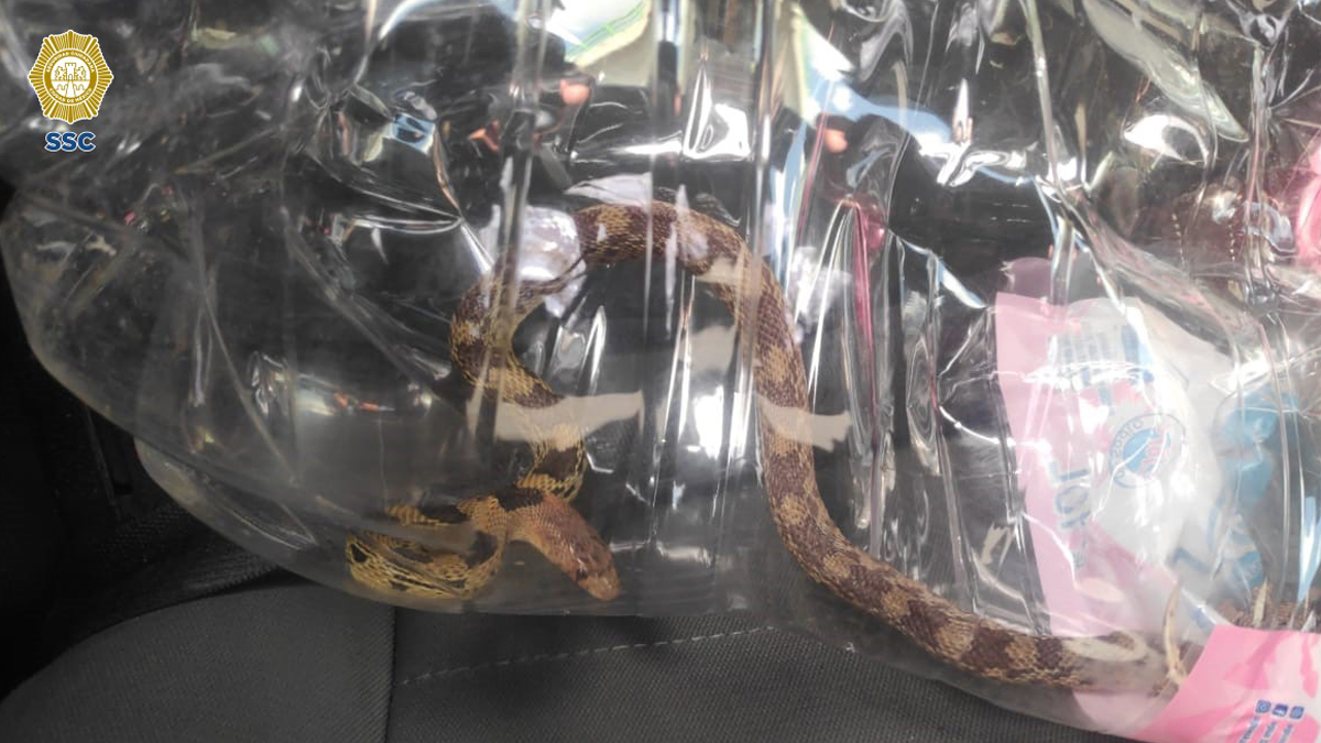 Aumenta avistamiento de víboras en casas de CDMX; SSC emite recomendaciones - serpiente-capturada-por-la-brigada-de-vigilancia-animal-en-cdmx