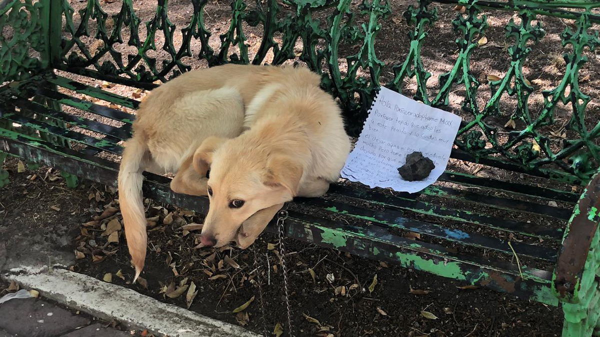 Proponen hasta 6 años de cárcel por abandono y maltrato animal - abandono-de-perro-en-banca-de-la-ciudad-de-mexico