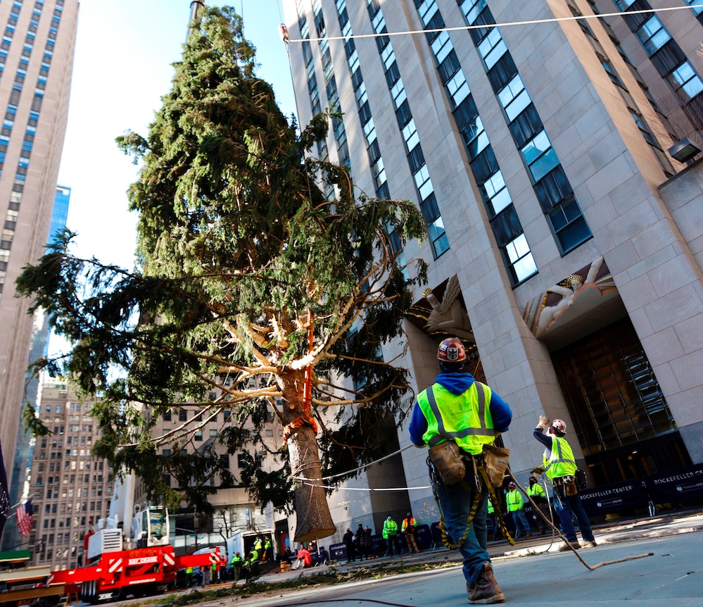 #Video Llega el árbol navideño al Rockefeller Center - arbol-navideno-rockefeller-center