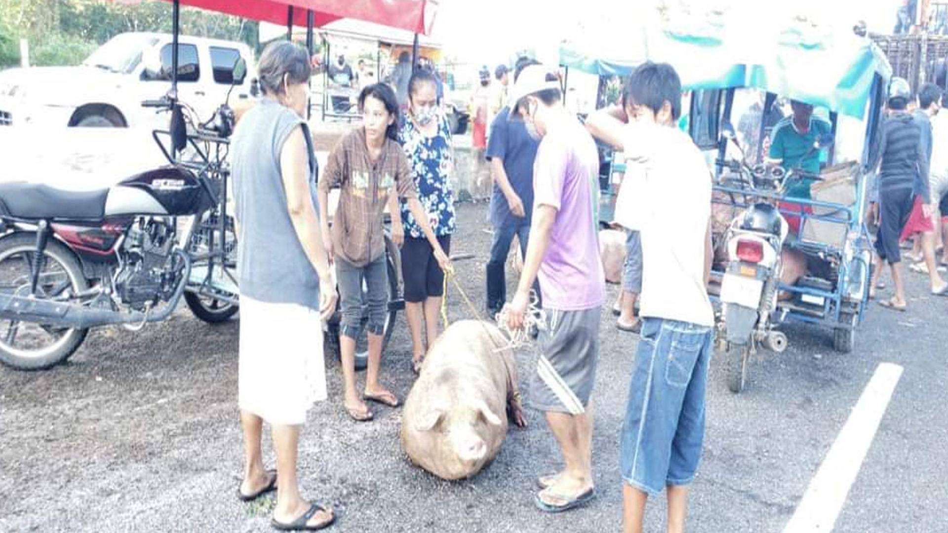 #Video Rapiñan cerdos tras volcadura de tráiler en Campeche pese a derrame de combustible