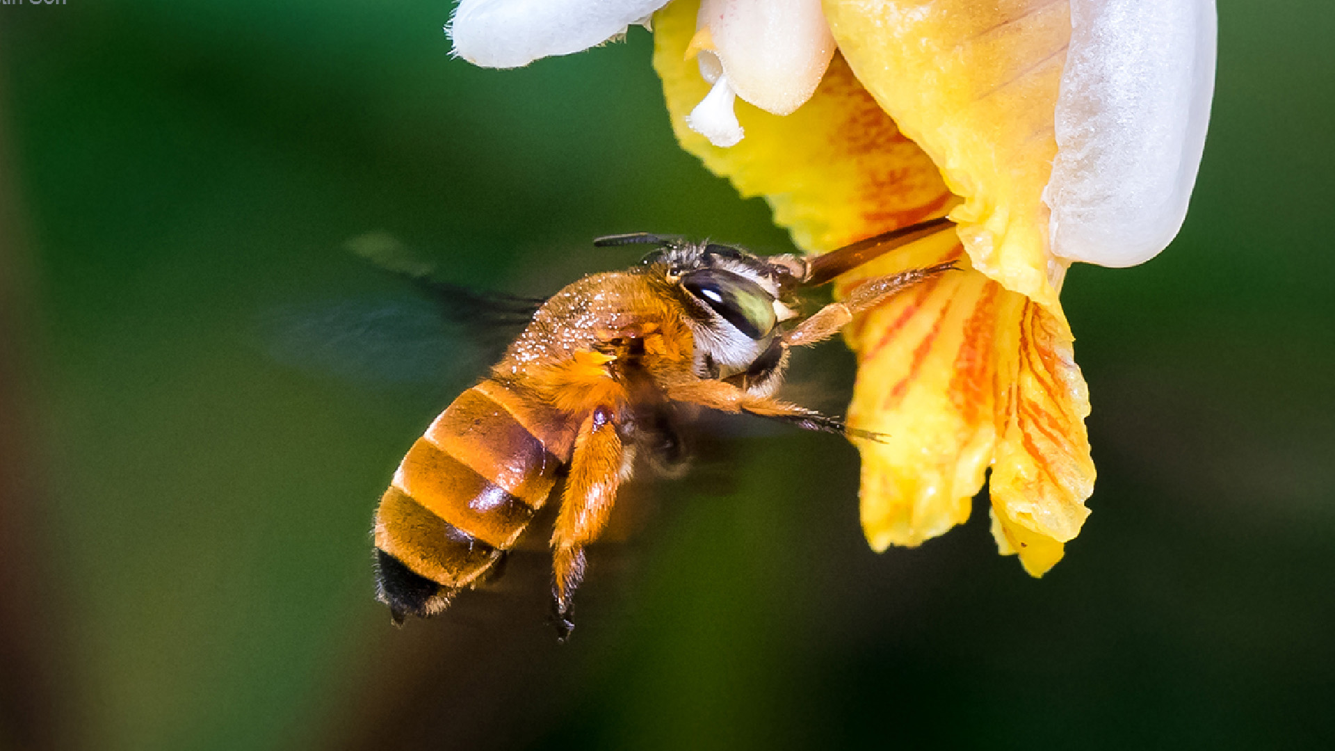 Científicos crean el primer mapa mundial de más de 20 mil especies de abejas - cientificos-crean-el-primer-mapa-mundial-de-mas-de-20-mil-especies-de-abejas-foto-cellpressnews