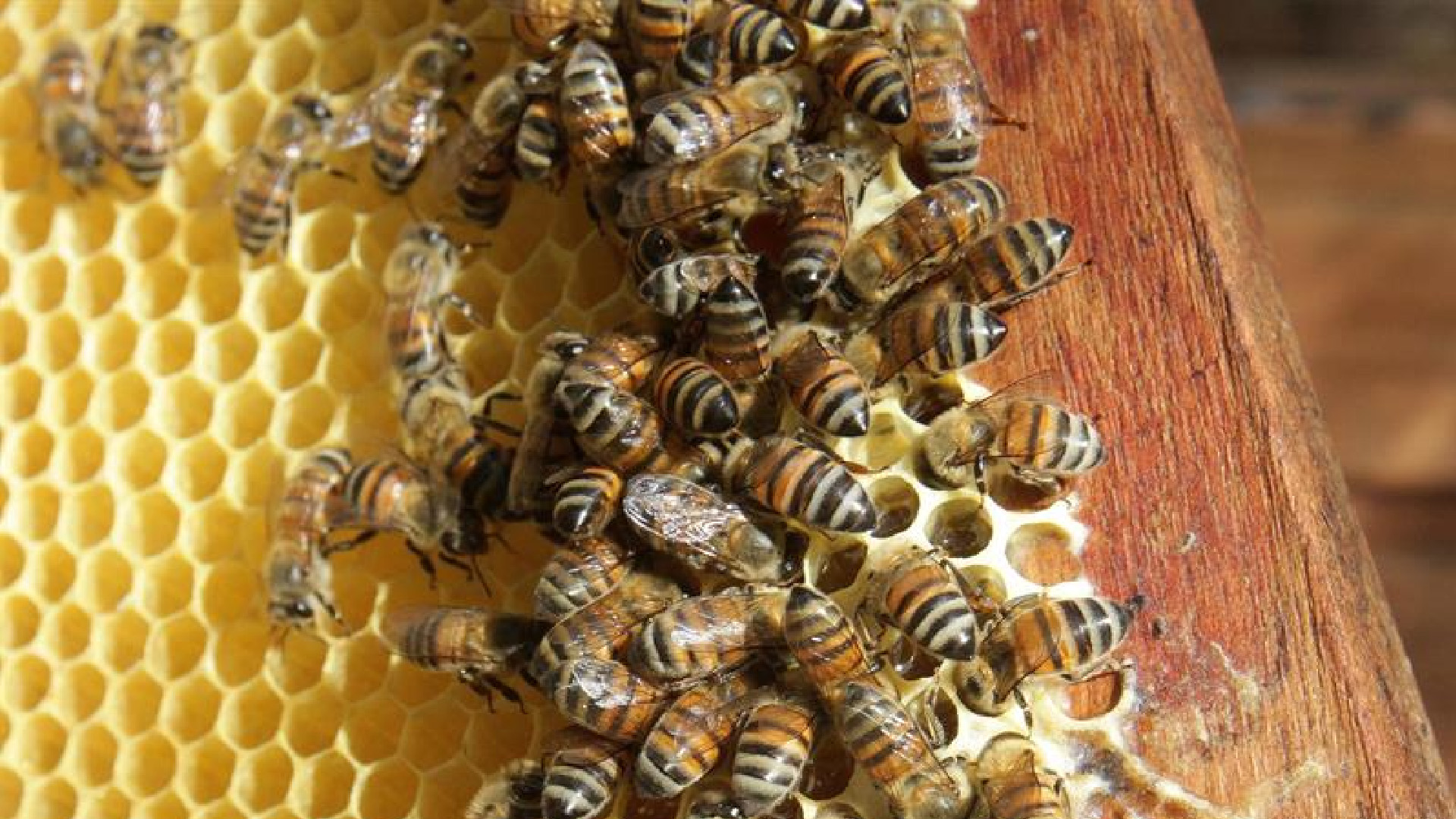 Científicos crean el primer mapa mundial de más de 20 mil especies de abejas Científicos crean el primer mapa mundial de más de 20 mil especies de abejas