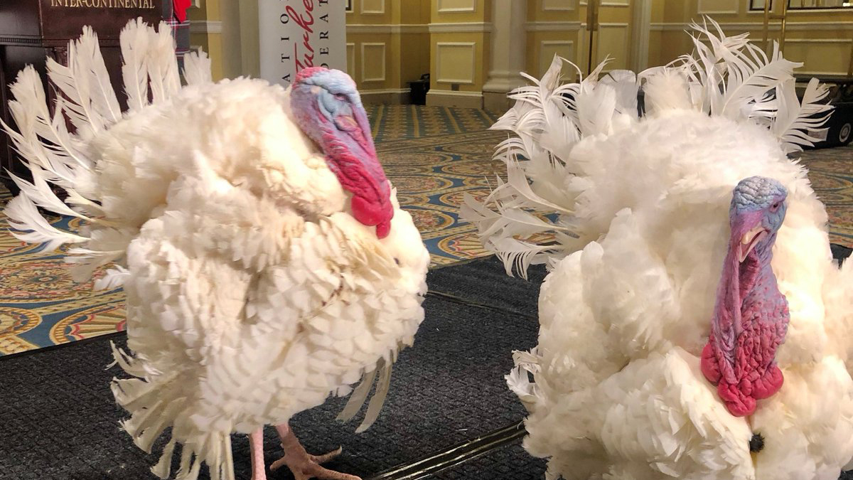 Corn y Cob, los pavos candidatos a indulto del presidente Trump