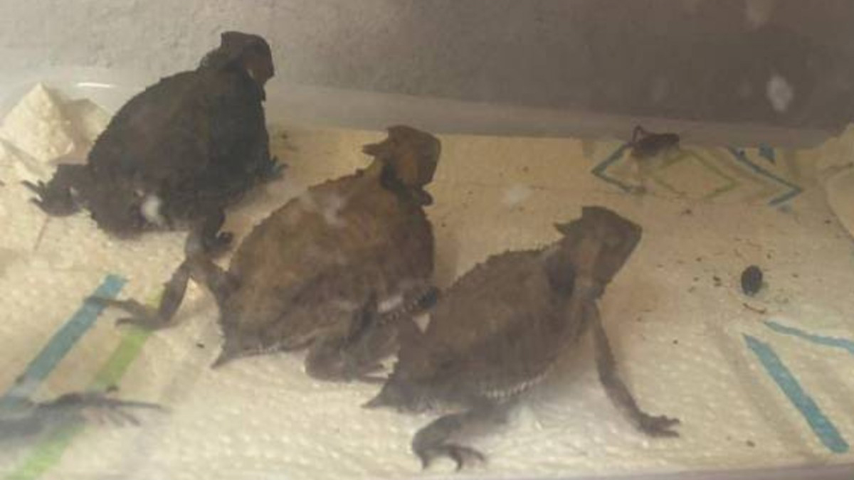 Aseguran 15 mil animales en Iztapalapa durante cateo a dos inmuebles - dragoncitos-asegurados-en-iztapalapa