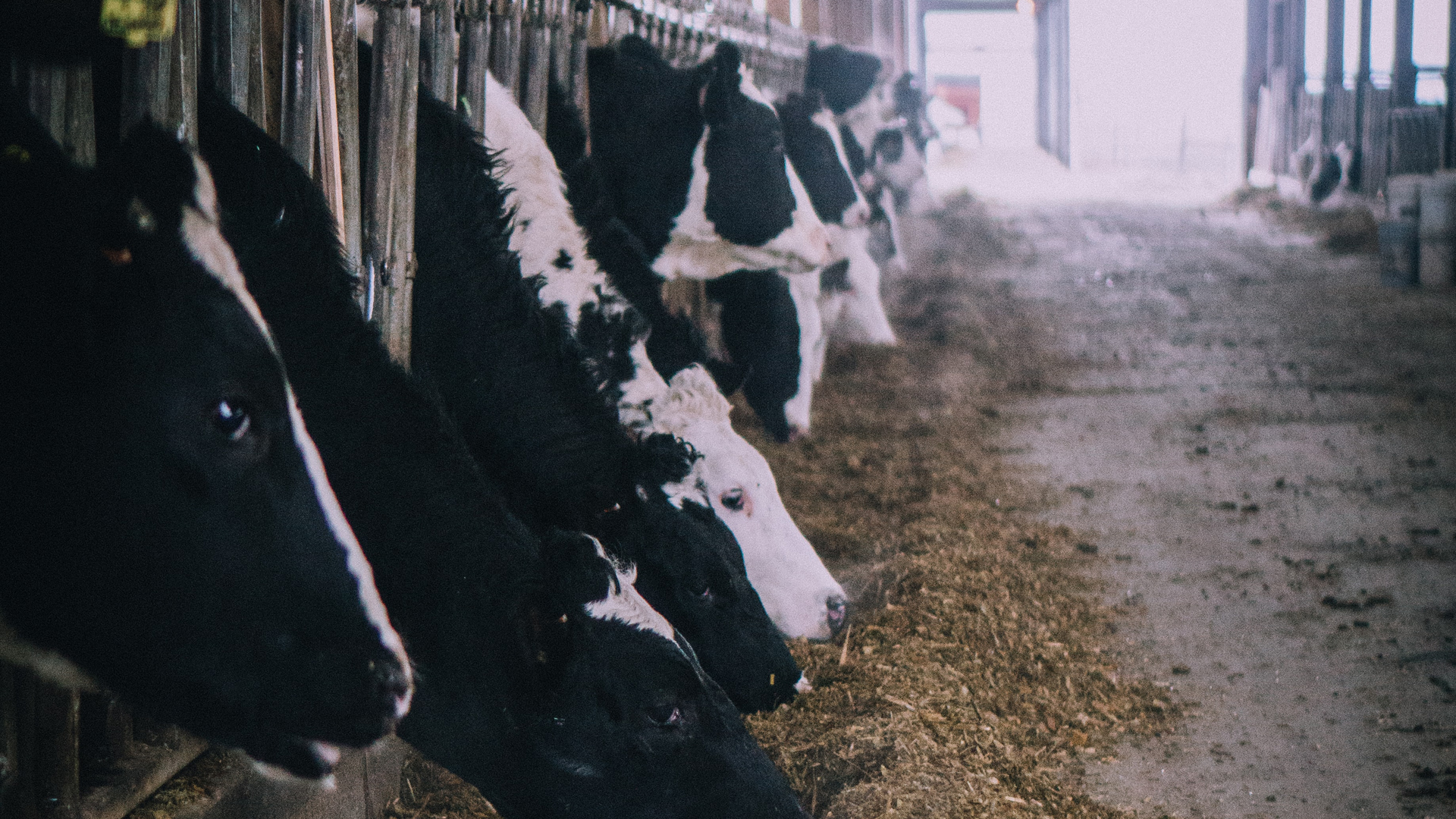 Diagnostican en China más de 6 mil casos de brucelosis