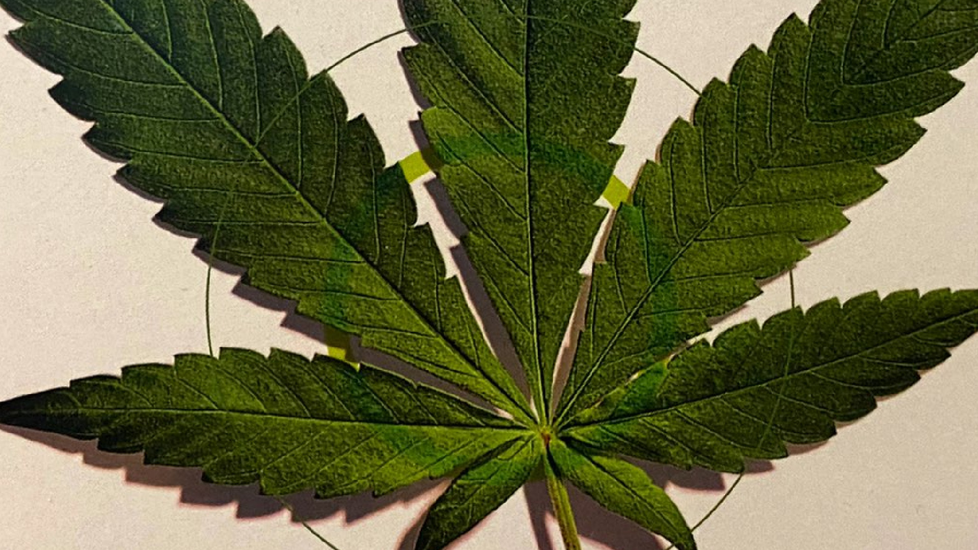 Senado discute este jueves regulación del uso lúdico de la mariguana