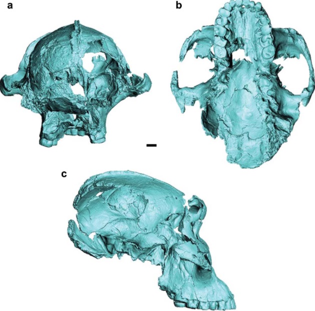 Fósil revela cambios en especie humana extinta por cambio climático - fosil-de-craneo-de-especie-humana-extinta
