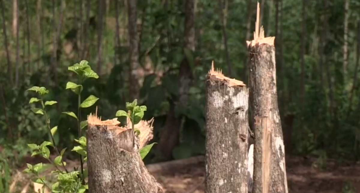 Tala de árboles indiscriminada para suplir la escasez de luz y gas en Venezuela