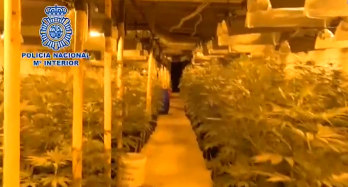 España, gran invernadero mundial de marihuana