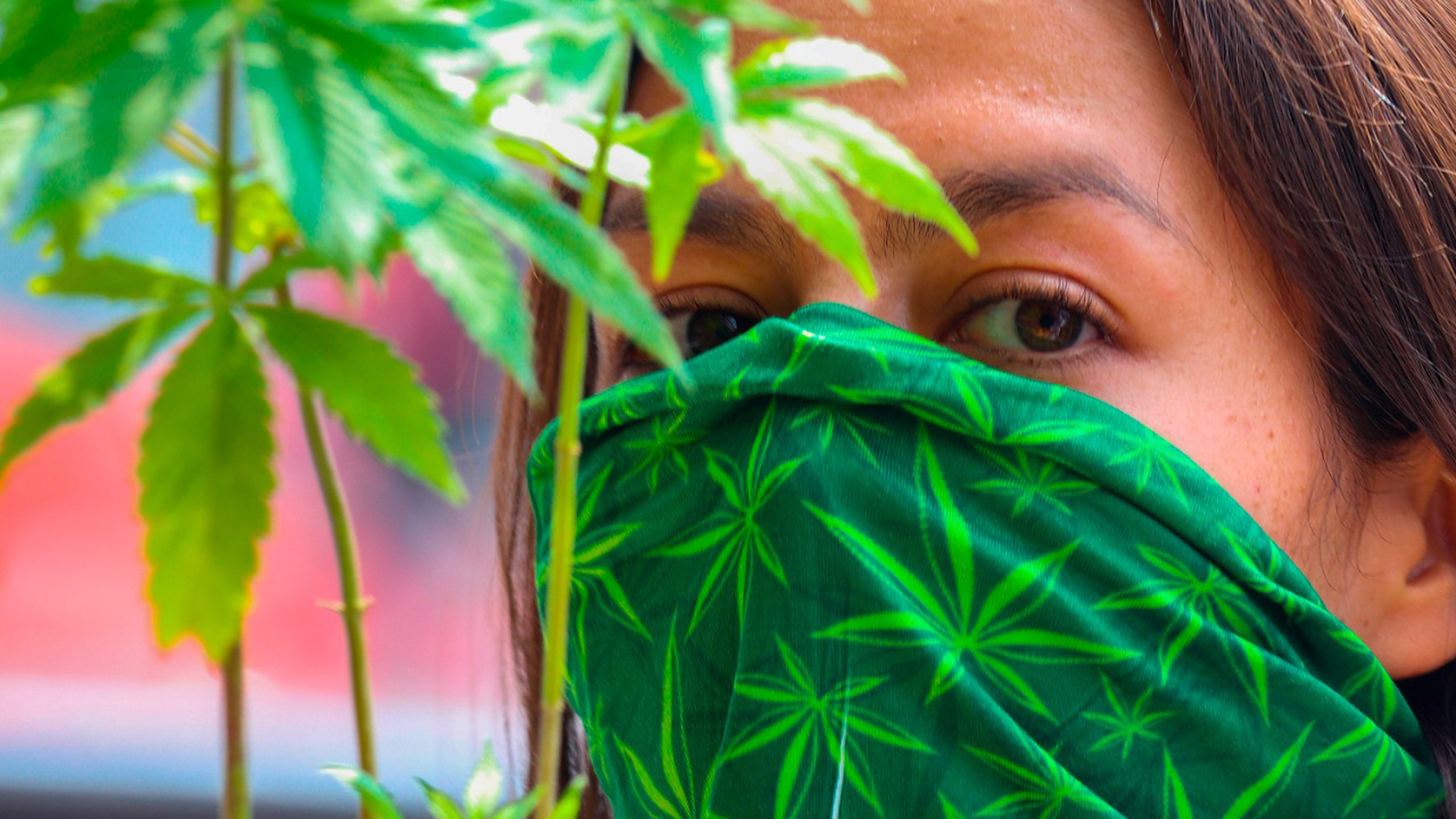 Sánchez Cordero confía en que Senado apruebe uso de la mariguana en diciembre - manifestante-a-favor-de-la-legalizacion-de-la-mariguana-en-las-inmediaciones-del-senado-de-la-republica