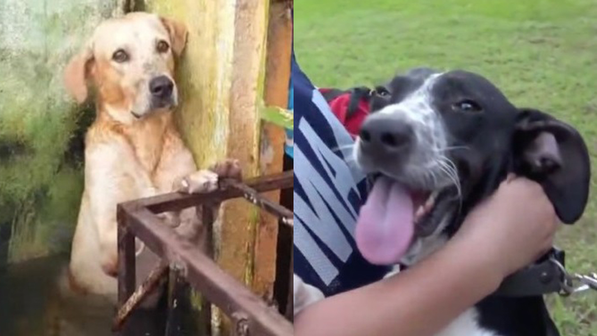 Perros rescatados por Semar en Tabasco ya tienen nombre