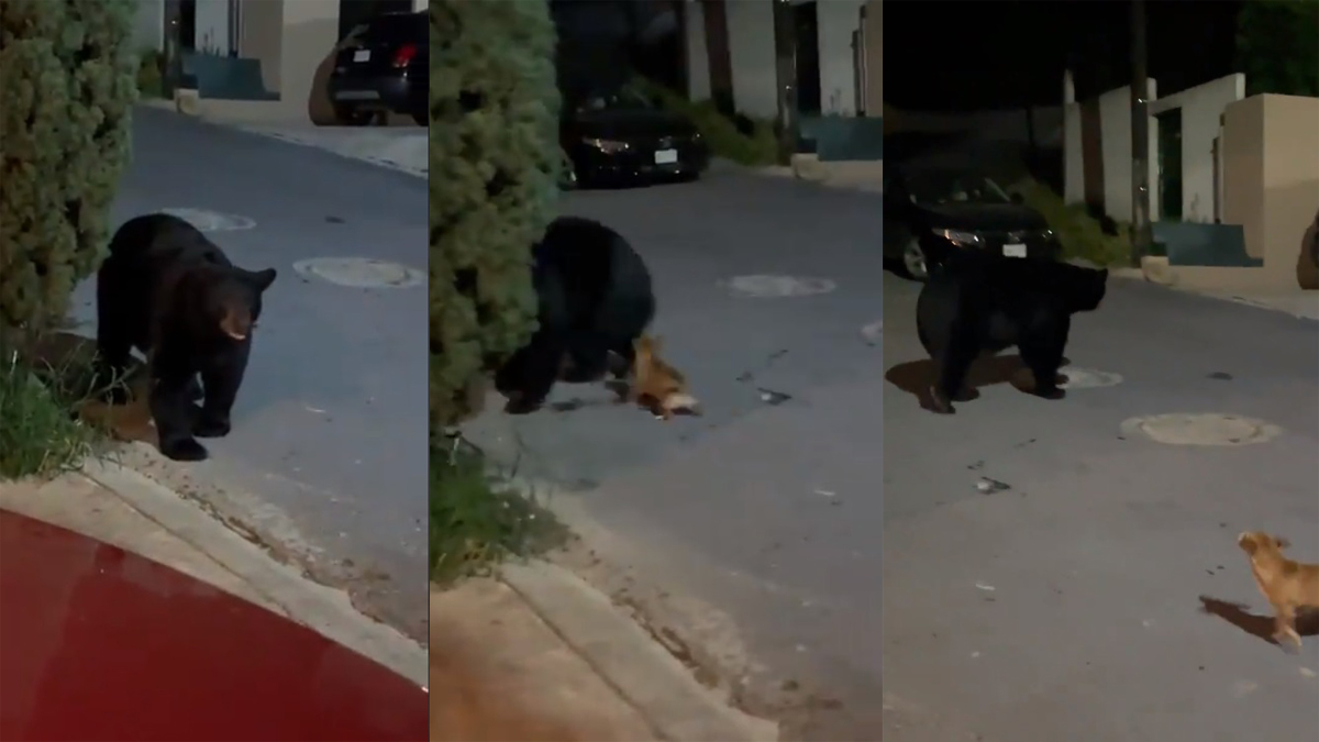 #Video Perro Chihuahua ahuyenta a oso que merodeaba en botes de basura en Monterrey