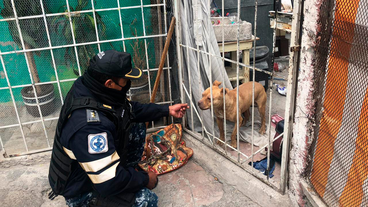 Rescatan de vecindad a perro abandonado tras asesinato de niños mazahuas