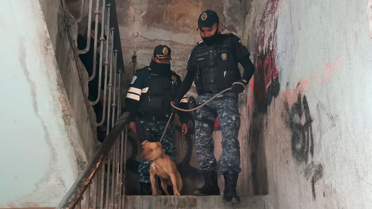 Rescatan de vecindad a perro abandonado tras asesinato de niños mazahuas - perro-rescatado-de-vecindad-donde-vivian-ninos-mazahuas-asesinados