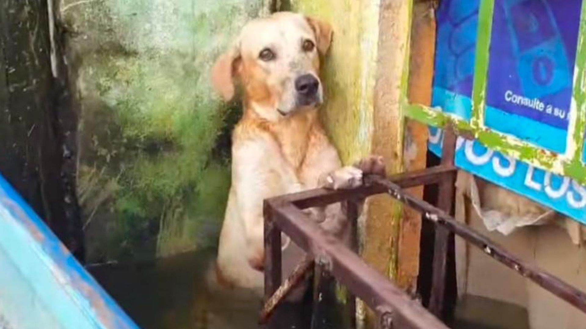 #Video Marina adopta a perro rescatado en inundación en Tabasco