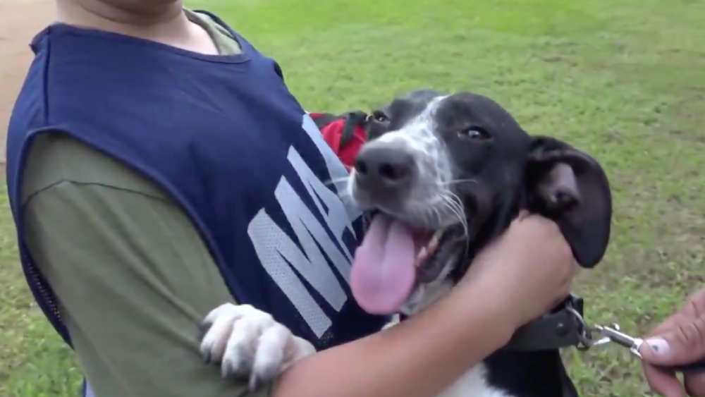 Semar rescate a otro perro en las inundaciones de Tabasco
