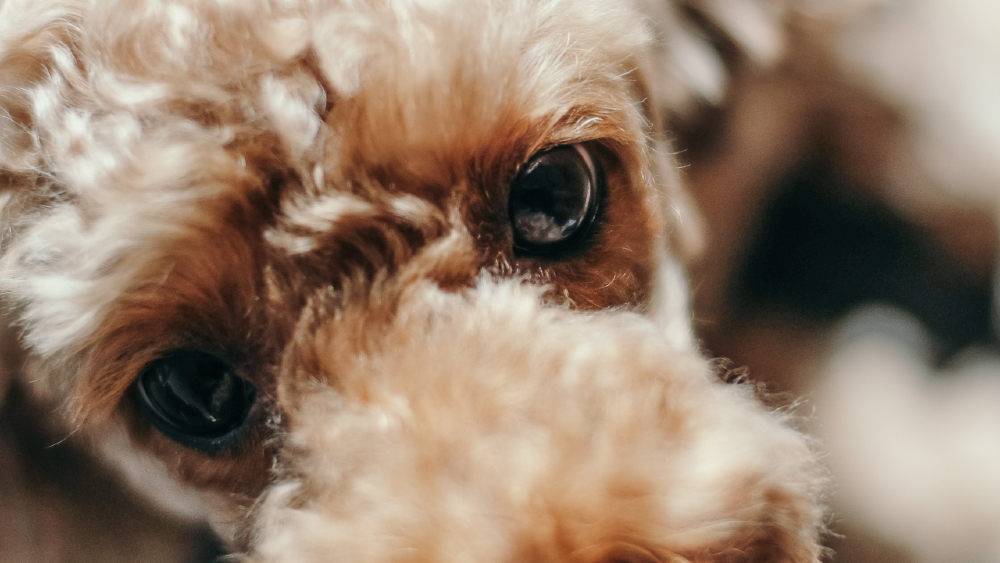 Le regalan comida a adulto mayor para sus mascotas, pero resultó envenenada; hay 17 perros muertos