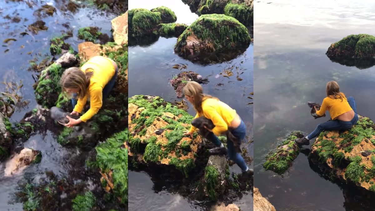 #Video Rescata niña de 11 años a tiburón en Australia