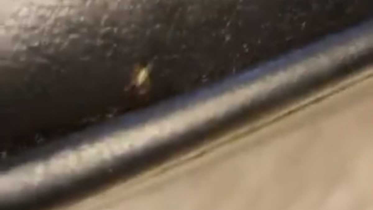 #Video Plaga de chinches invade el Senado de la República