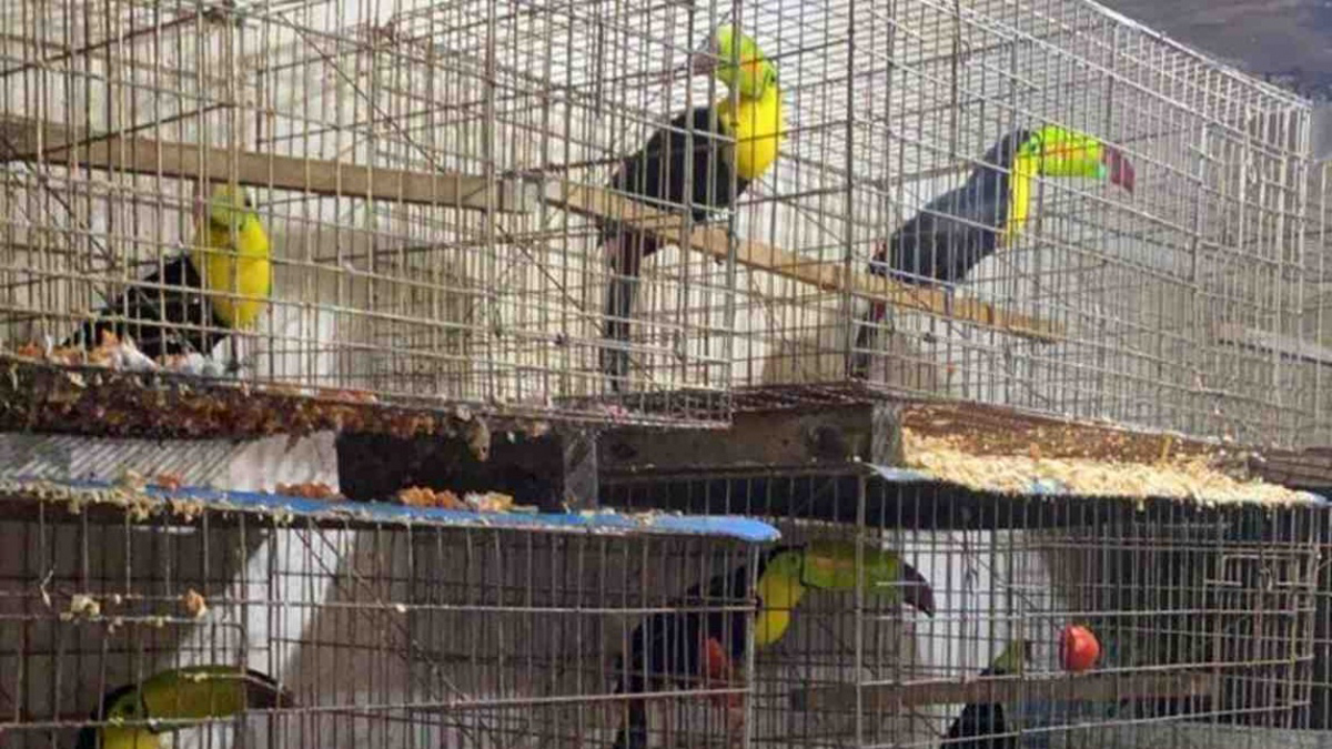 Aseguran 15 mil animales en Iztapalapa durante cateo a dos inmuebles