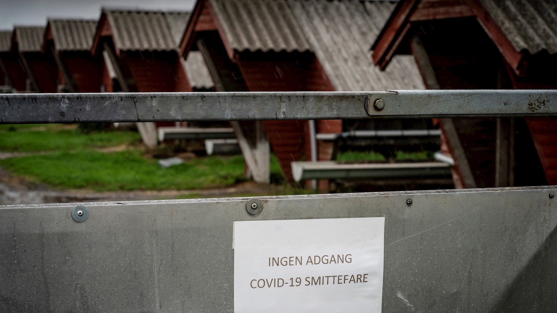 Dinamarca da por extinta mutación de COVID-19 en visones y levanta restricciones