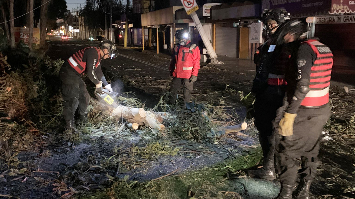 Fuertes vientos derriban 27 árboles en CDMX
