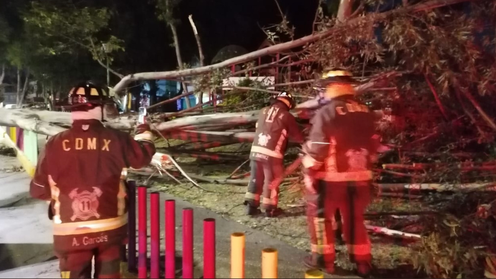 Protección Civil de la CDMX reporta 55 afectaciones por rachas de viento