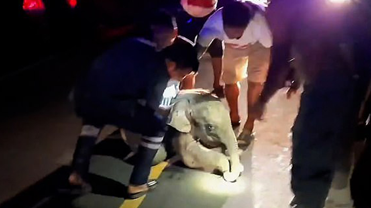 #Video Resucitan con RCP a elefante bebé tras choque con motocicleta - auxilio-medico-a-elefante-tras-accidente-vial