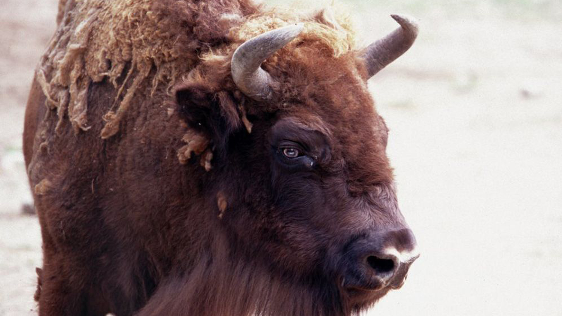 Todas las especies de delfines de agua dulce están ya en peligro de extinción - bisonte-europeo