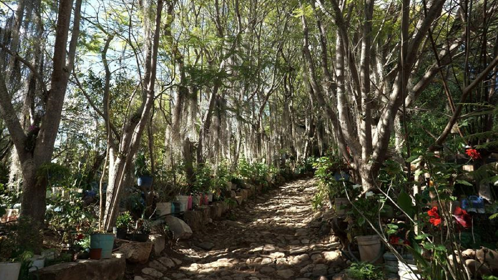 Campesinos rescatan "paraíso mixteco" en Oaxaca; la tierra se encontraba erosionada - campesinos-rescatan-zona-erosionada-en-el-sur-de-mexico-ahora-es-un-paraiso-mixteco-cuenta-maestro-rural-y-campesino-foto