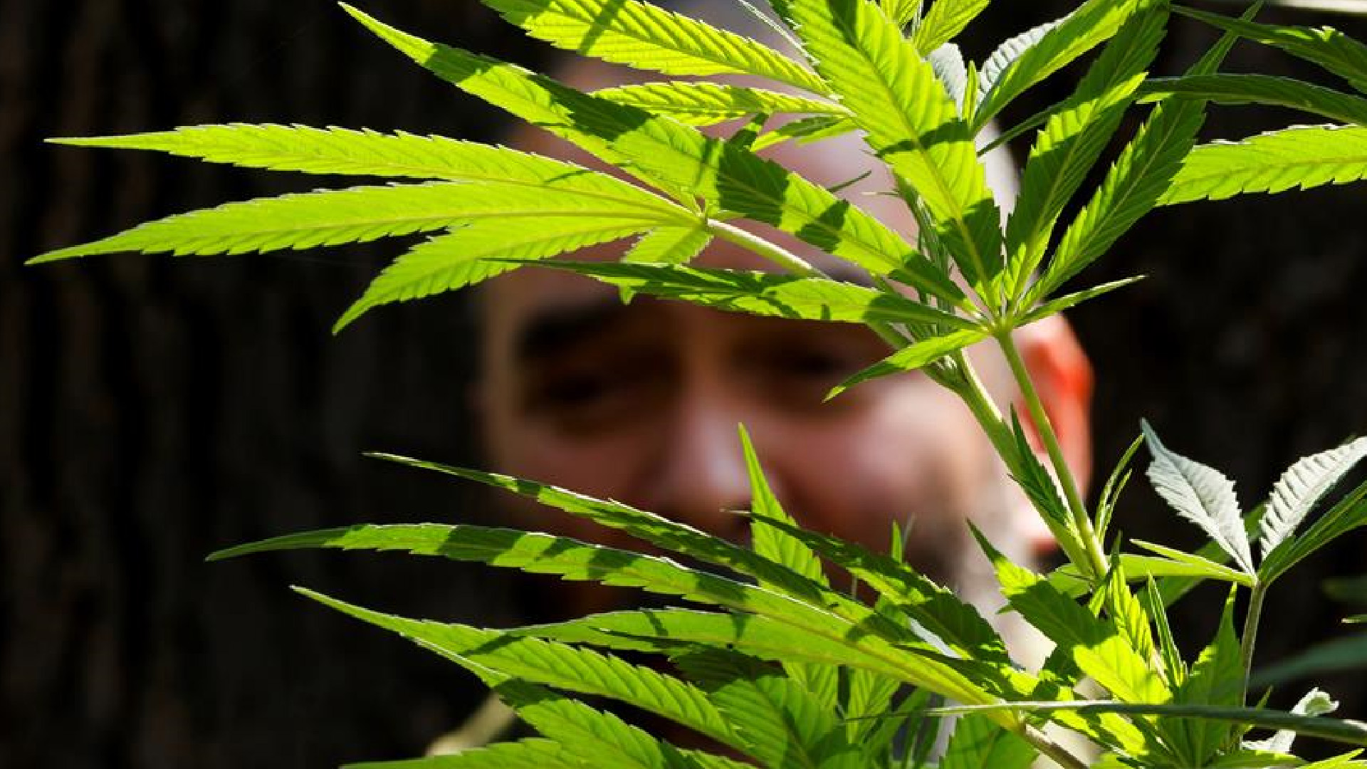 Consumidores de cannabis lamentan prórroga otorgada al Congreso para legalizar uso recreativo de la mariguana