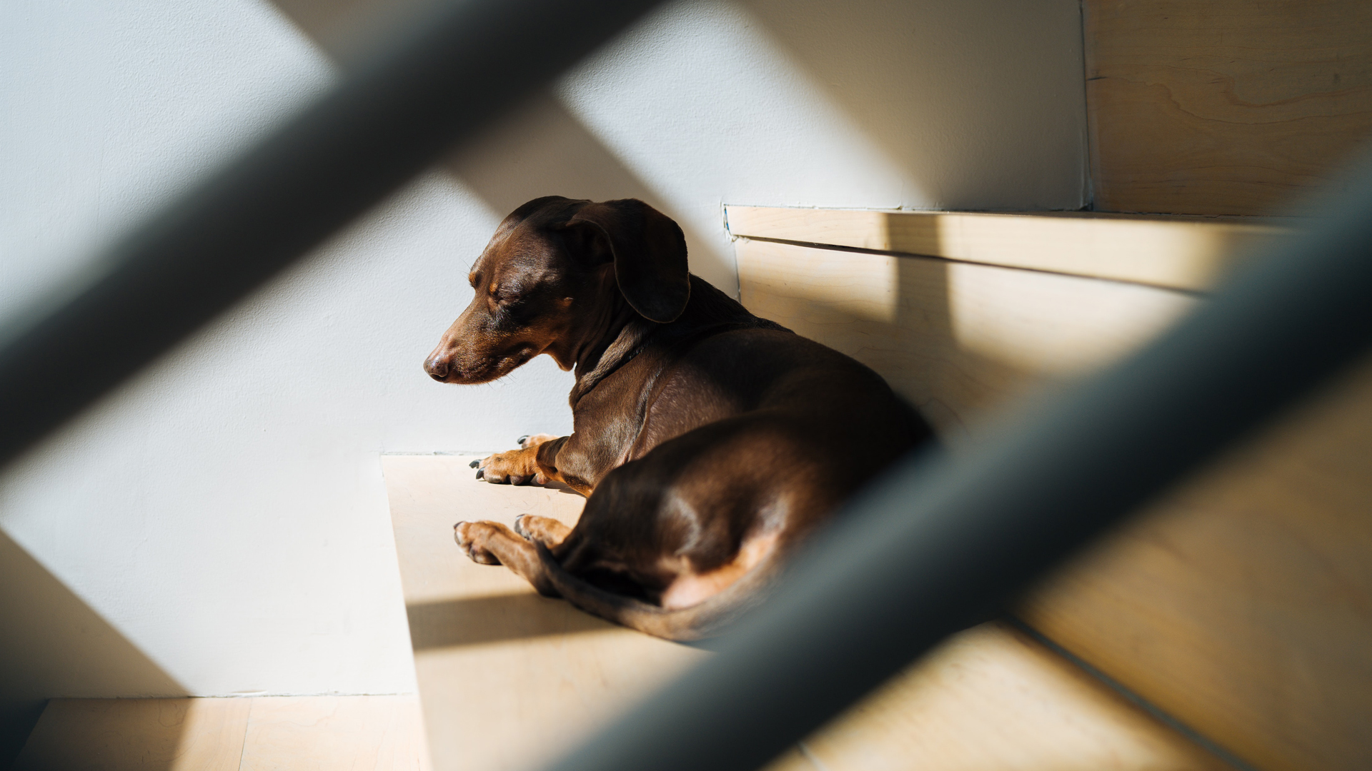 Suman cuatro perros contagiados de COVID-19 en México - daschund