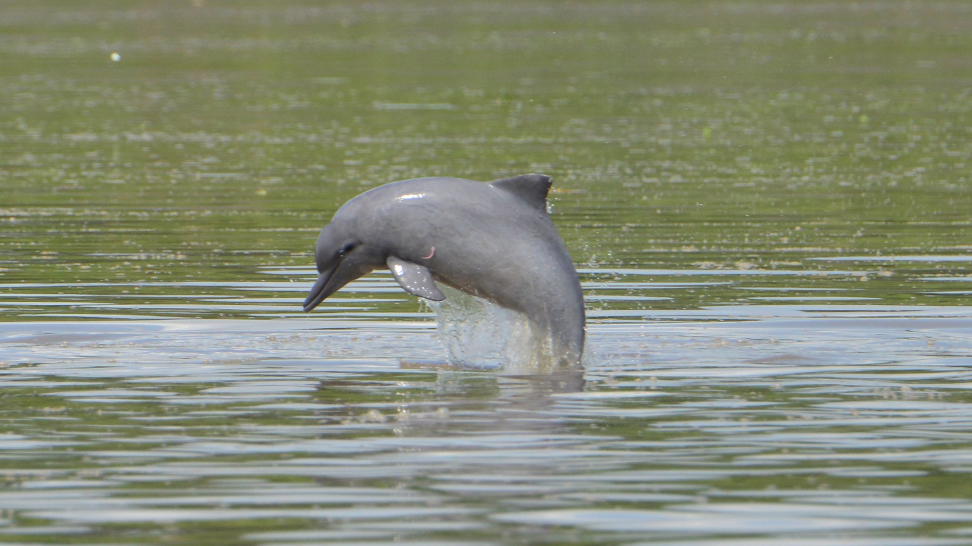 Todas las especies de delfines de agua dulce están ya en peligro de extinción - delfin-de-agua-dulce-en-peligro-de-extincion